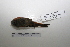  ( - MACN-Or-ct 5353)  @13 [ ] Copyright (2013) MACN Museo Argentino de Ciencias Naturales, Bernardino Rivadavia