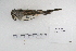  ( - MACN-Or-ct 5355)  @13 [ ] Copyright (2014) MACN Museo Argentino de Ciencias Naturales, Bernardino Rivadavia