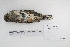  ( - MACN-Or-ct 5355)  @12 [ ] Copyright (2014) MACN Museo Argentino de Ciencias Naturales, Bernardino Rivadavia
