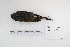  ( - MACN-Or-ct 5358)  @12 [ ] Copyright (2014) MACN Museo Argentino de Ciencias Naturales, Bernardino Rivadavia