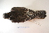  ( - MACN-Or-ct 5833)  @13 [ ] Copyright (2014) MACN Museo Argentino de Ciencias Naturales, Bernardino Rivadavia