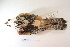  ( - MACN-Or-ct 5833)  @12 [ ] Copyright (2014) MACN Museo Argentino de Ciencias Naturales, Bernardino Rivadavia