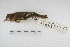  ( - MACN-Or-ct 6113)  @13 [ ] Copyright (2014) MACN Museo Argentino de Ciencias Naturales, Bernardino Rivadavia