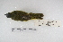 ( - MACN-Or-ct 6115)  @13 [ ] Copyright (2014) MACN Museo Argentino de Ciencias Naturales, Bernardino Rivadavia