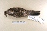  (Columbina squammata - MACN-Or-ct 6242)  @11 [ ] Copyright (2016) MACN Museo Argentino de Ciencias Naturales (Bernardino Rivadavia)