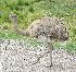  (Rheiformes - MACN-Or-ct 6250)  @11 [ ] Copyright (2016) MACN Museo Argentino de Ciencias Naturales (Bernardino Rivadavia)