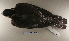  ( - MACN-Or-ct 6397)  @11 [ ] Copyright (2016) MACN Museo Argentino de Ciencias Naturales (Bernardino Rivadavia)