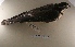  ( - MACN-Or-ct 6397)  @11 [ ] Copyright (2016) MACN Museo Argentino de Ciencias Naturales (Bernardino Rivadavia)