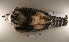  ( - MACN-Or-ct 6397)  @11 [ ] Copyright (2016) MACN Museo Argentino de Ciencias Naturales (Bernardino Rivadavia)