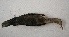  ( - MACN-Or-ct 6436)  @11 [ ] Copyright (2016) MACN Museo Argentino de Ciencias Naturales (Bernardino Rivadavia)