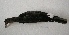  ( - MACN-Or-ct 6436)  @11 [ ] Copyright (2016) MACN Museo Argentino de Ciencias Naturales (Bernardino Rivadavia)