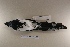  (Cissopis - MACN-Or-ct 6778)  @11 [ ] Copyright (2016) MACN Museo Argentino de Ciencias Naturales (Bernardino Rivadavia)