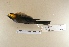  ( - MACN-Or-ct 6817)  @11 [ ] Copyright (2016) MACN Museo Argentino de Ciencias Naturales (Bernardino Rivadavia)