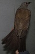  ( - MACN-Or-ct 7003)  @11 [ ] Copyright (2016) MACN Museo Argentino de Ciencias Naturales (Bernardino Rivadavia)