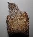  ( - MACN-Or-ct 7003)  @11 [ ] Copyright (2016) MACN Museo Argentino de Ciencias Naturales (Bernardino Rivadavia)