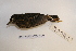  ( - MACN-Or-ct 7024)  @13 [ ] Copyright (2013) MACN Museo Argentino de Ciencias Naturales, Bernardino Rivadavia