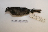  ( - MACN-Or-ct 7028)  @12 [ ] Copyright (2013) MACN Museo Argentino de Ciencias Naturales, Bernardino Rivadavia