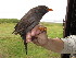  (Turdus chiguanco - MACN-Or-ct 7031)  @15 [ ] Copyright (2013) MACN Museo Argentino de Ciencias Naturales, Bernardino Rivadavia