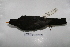  ( - MACN-Or-ct 7033)  @12 [ ] Copyright (2013) MACN Museo Argentino de Ciencias Naturales, Bernardino Rivadavia