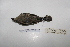  ( - MACN-Or-ct 7035)  @12 [ ] Copyright (2013) MACN Museo Argentino de Ciencias Naturales, Bernardino Rivadavia