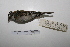  ( - MACN-Or-ct 7039)  @14 [ ] Copyright (2013) MACN Museo Argentino de Ciencias Naturales, Bernardino Rivadavia