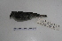  ( - MACN-Or-ct 7045)  @12 [ ] Copyright (2013) MACN Museo Argentino de Ciencias Naturales, Bernardino Rivadavia