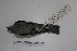  ( - MACN-Or-ct 7045)  @12 [ ] Copyright (2013) MACN Museo Argentino de Ciencias Naturales, Bernardino Rivadavia