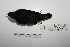  ( - MACN-Or-ct 7046)  @12 [ ] Copyright (2013) MACN Museo Argentino de Ciencias Naturales, Bernardino Rivadavia