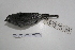  ( - MACN-Or-ct 7056)  @13 [ ] Copyright (2013) MACN Museo Argentino de Ciencias Naturales, Bernardino Rivadavia