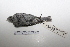  (Phrygilus unicolor - MACN-Or-ct 7056)  @14 [ ] Copyright (2013) MACN Museo Argentino de Ciencias Naturales, Bernardino Rivadavia