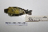  ( - MACN-Or-ct 7062)  @13 [ ] Copyright (2013) MACN Museo Argentino de Ciencias Naturales, Bernardino Rivadavia