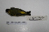  ( - MACN-Or-ct 7066)  @13 [ ] Copyright (2013) MACN Museo Argentino de Ciencias Naturales, Bernardino Rivadavia