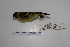  ( - MACN-Or-ct 7066)  @13 [ ] Copyright (2013) MACN Museo Argentino de Ciencias Naturales, Bernardino Rivadavia