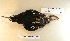  ( - MACN-Or-ct 7075)  @11 [ ] Copyright (2016) MACN Museo Argentino de Ciencias Naturales (Bernardino Rivadavia)