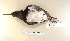  ( - MACN-Or-ct 7075)  @11 [ ] Copyright (2016) MACN Museo Argentino de Ciencias Naturales (Bernardino Rivadavia)