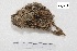  ( - MACN-Or-ct 7552)  @11 [ ] Copyright (2015) MACN Museo Argentino de Ciencias Naturales, Bernardino Rivadavia