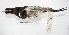  ( - MACN-Or-ct 7556)  @11 [ ] Copyright (2015) MACN Museo Argentino de Ciencias Naturales, Bernardino Rivadavia