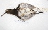  ( - MACN-Or-ct 7556)  @11 [ ] Copyright (2015) MACN Museo Argentino de Ciencias Naturales, Bernardino Rivadavia