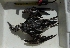  ( - MACN-Or-ct 7638)  @11 [ ] Copyright (2015) MACN Museo Argentino de Ciencias Naturales, Bernardino Rivadavia