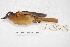  (Attila phoenicurus - MACN-Or-ct 7741)  @11 [ ] Copyright (2015) MACN Museo Argentino de Ciencias Naturales, Bernardino Rivadavia