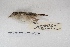 ( - MACN-Or-ct 7779)  @11 [ ] Copyright (2015) MACN Museo Argentino de Ciencias Naturales, Bernardino Rivadavia