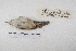  ( - MACN-Or-ct 7779.1)  @11 [ ] Copyright (2015) MACN Museo Argentino de Ciencias Naturales, Bernardino Rivadavia