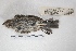  ( - MACN-Or-ct 7792.1)  @11 [ ] Copyright (2015) MACN Museo Argentino de Ciencias Naturales, Bernardino Rivadavia
