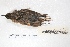  ( - MACN-Or-ct 7798.1)  @11 [ ] Copyright (2015) MACN Museo Argentino de Ciencias Naturales, Bernardino Rivadavia