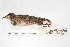  ( - MACN-Or-ct 7798.1)  @11 [ ] Copyright (2015) MACN Museo Argentino de Ciencias Naturales, Bernardino Rivadavia