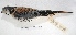  ( - MACN-Or-ct 7799)  @11 [ ] Copyright (2015) MACN Museo Argentino de Ciencias Naturales, Bernardino Rivadavia