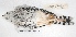  ( - MACN-Or-ct 7799)  @11 [ ] Copyright (2015) MACN Museo Argentino de Ciencias Naturales, Bernardino Rivadavia