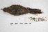  ( - MACN-Or-ct 7805.1)  @11 [ ] Copyright (2015) MACN Museo Argentino de Ciencias Naturales, Bernardino Rivadavia
