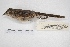  ( - MACN-Or-ct 7805.1)  @11 [ ] Copyright (2015) MACN Museo Argentino de Ciencias Naturales, Bernardino Rivadavia