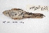  ( - MACN-Or-ct 7805.1)  @11 [ ] Copyright (2015) MACN Museo Argentino de Ciencias Naturales, Bernardino Rivadavia